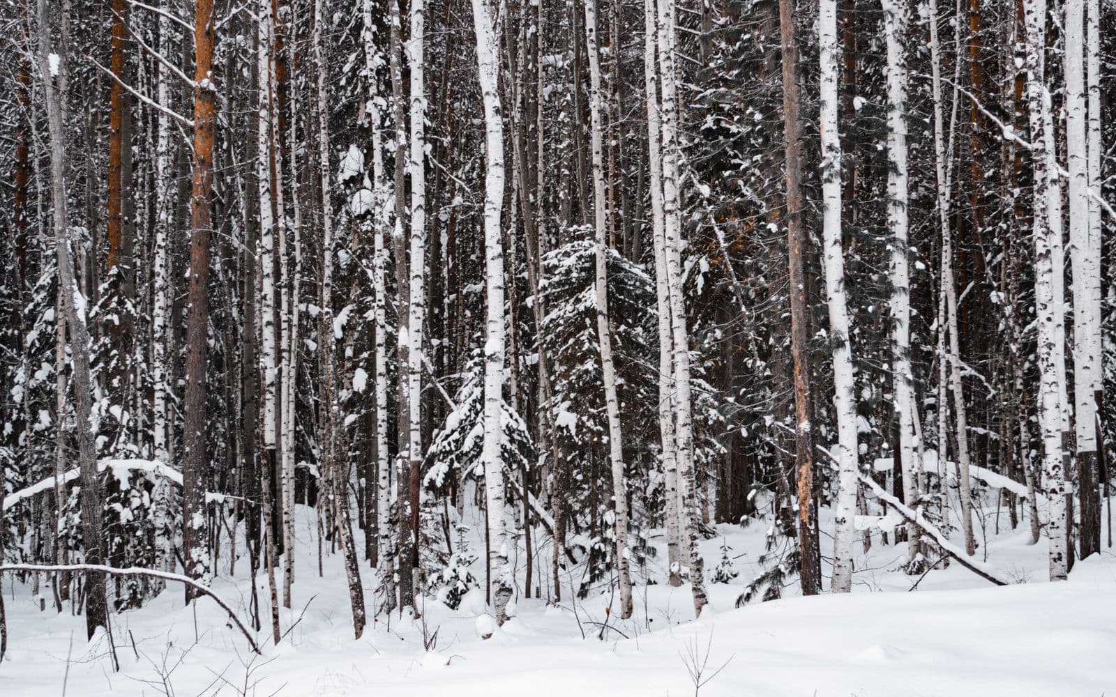 Snow-covered birch forest
